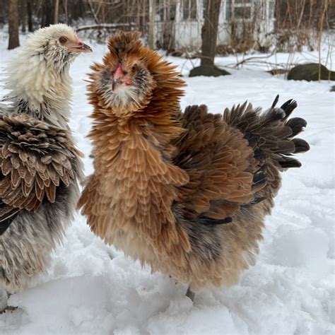 Easter Egger Frizzle