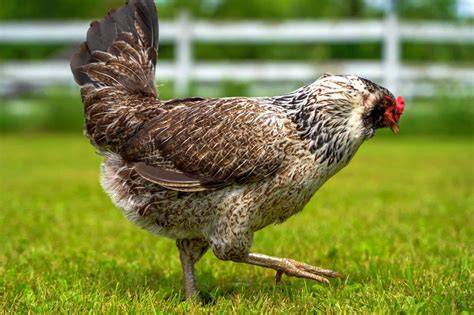 Easter Egger Lifespan
