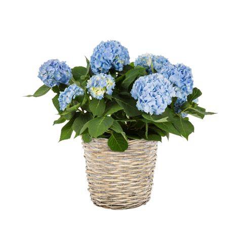 Easter Hydrangea