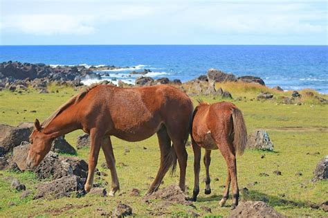 Easter Island Fauna