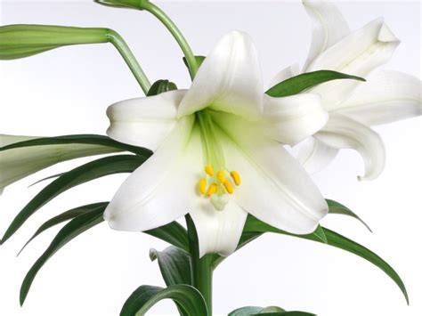 Easter Lilies At Walmart
