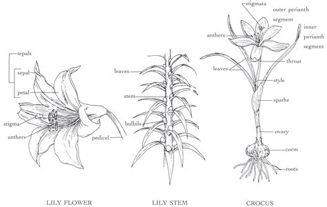 Easter Lily Botanical Name