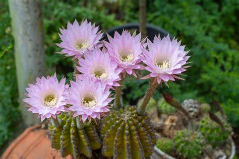 Easter Lily Cactus Flower