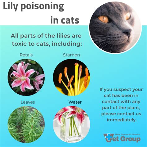 Easter Lily Cat Toxicity