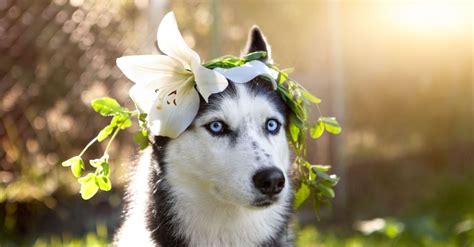 Easter Lily Dogs