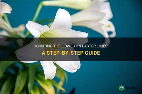 Easter Lily Leaf