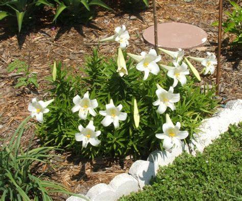 Easter Lily Outside