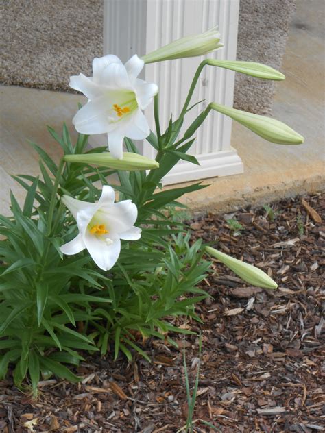 Easter Lily Perennial
