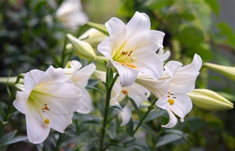 Easter Lily Photo