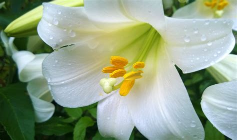 Easter Lily Pictures