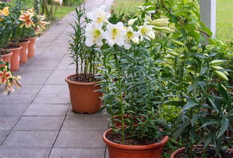 Easter Lily Planting Zone