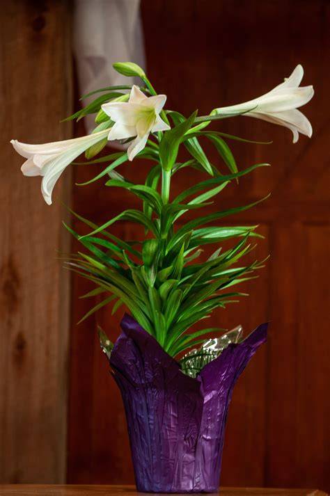 Easter Lily Pot