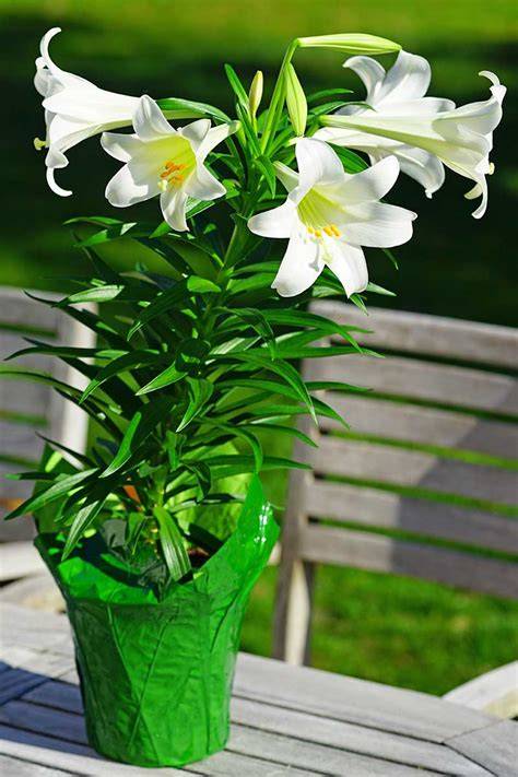Easter Lily Potted