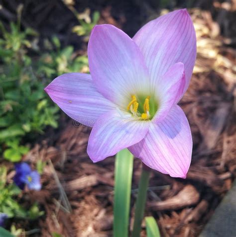 Easter Lily Purple