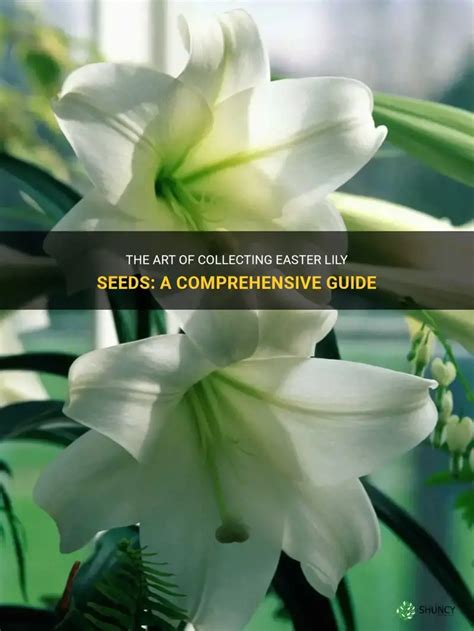 Easter Lily Seeds