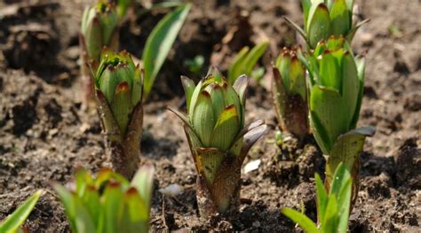 Easter Lily Sprouts
