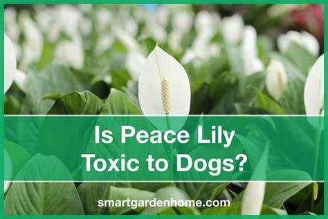 Easter Lily Toxic To Dogs
