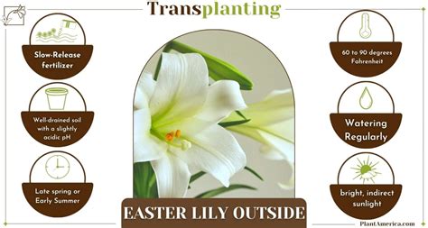 Easter Lily Transplant