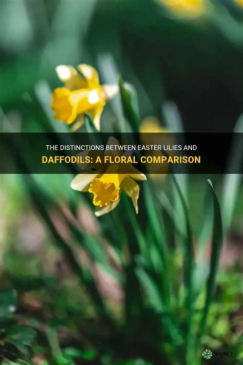 Easter Lily Vs Daffodil