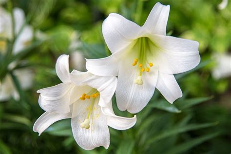 Easter Lily White