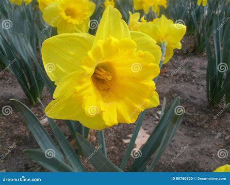 Easter Lily Yellow
