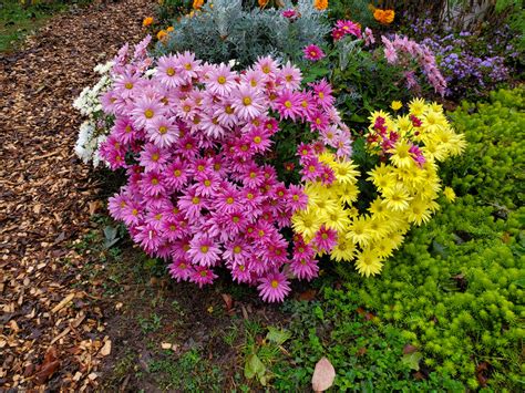 Easter Mums
