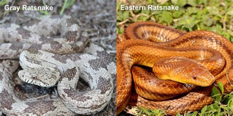 Easter Rat Snake