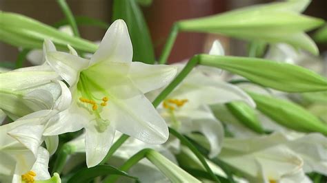 Easter Sunday Mass Traditions