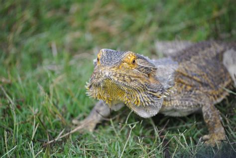 Eastern Bearded Dragon