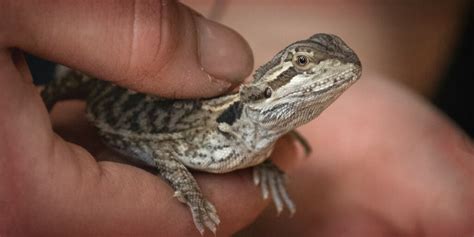 Eastern Bearded Dragon Baby