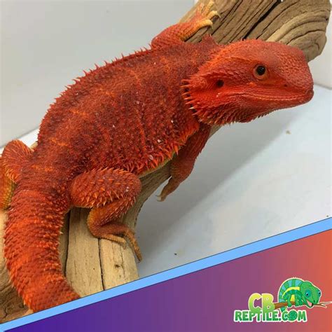 Eastern Bearded Dragon For Sale