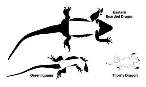 Eastern Bearded Dragon Size