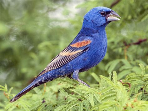 Eastern Blue Grosbeak