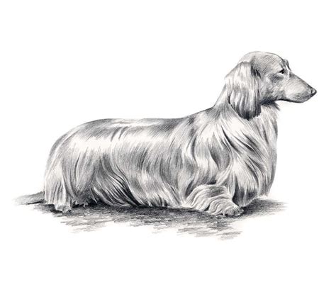 Easy Long Haired Dachshund Drawing