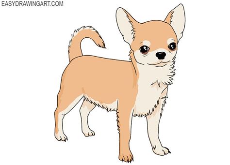How To Draw A chihuahua YouTube Chihuahua drawing, Dog drawing for