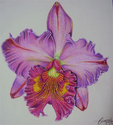 Easy Cattleya Orchid Drawing