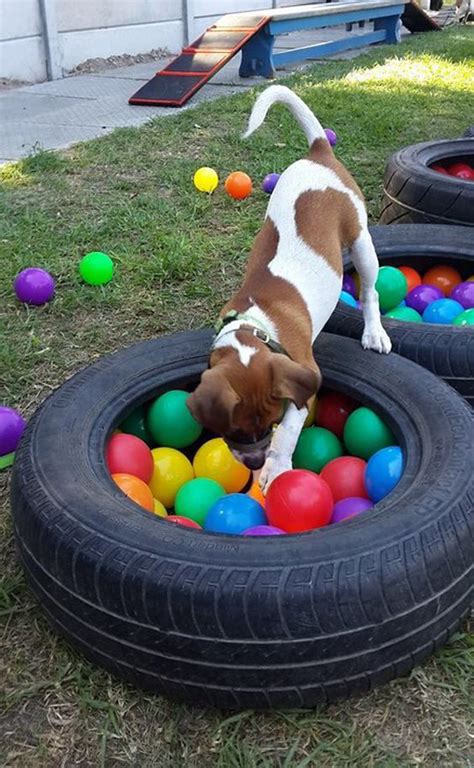 Build the Ultimate DIY Playground for Your Furry Best Friend - Unleash their Joy and Discover Hours of Fun!