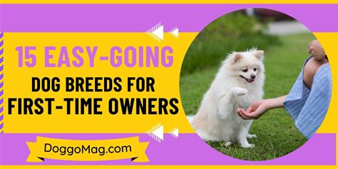 Easy Dog For First Time Owner