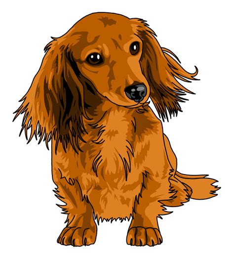 Easy Long Haired Dachshund Drawing