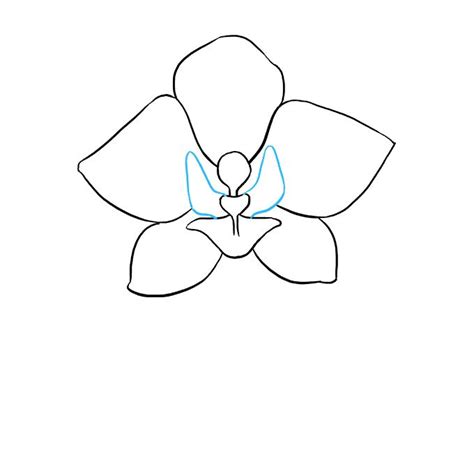 Easy Orchid Flower Drawing