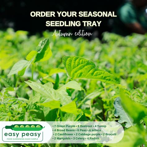 Easy Peasy Ordering and Delivery