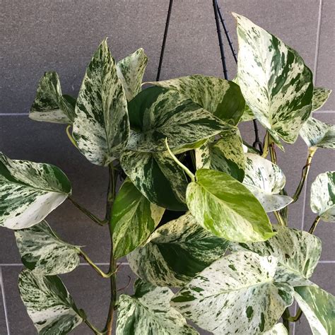 The Beauty and Benefits of Marble Queen Pothos