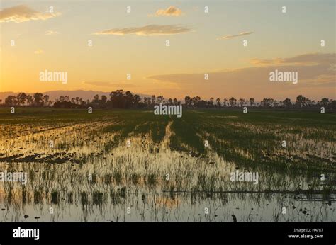 Ebro Delta landscapes