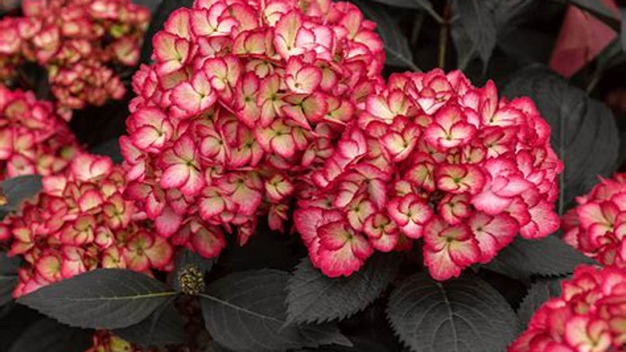 Eclipse Hydrangea