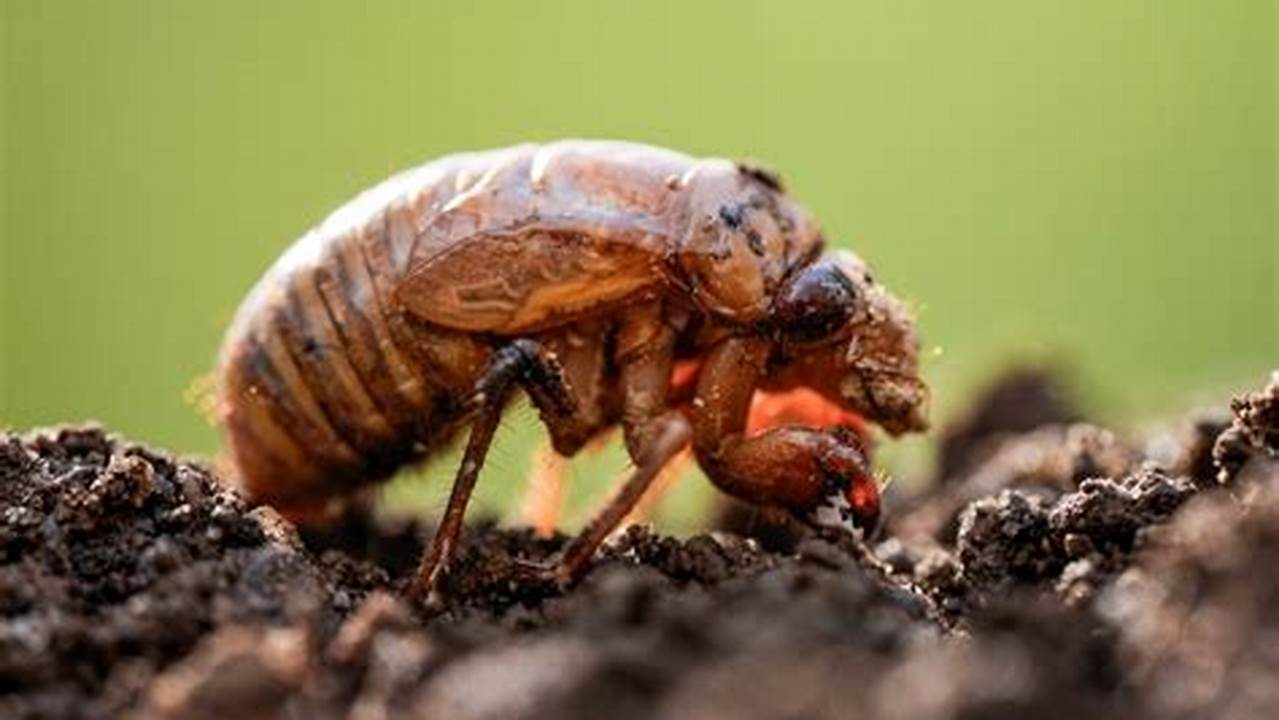 Eclipse Path Change Nymph