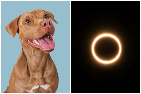 Eclipse Names For Dogs