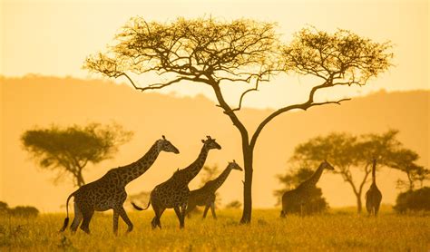 Eco-Tourism in Africa