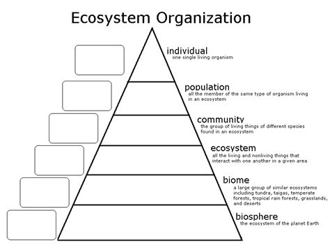 Ecological Levels Of Organization Worksheets – Worksheets Samples