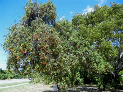 Economic Significance of Bahama Strongbark