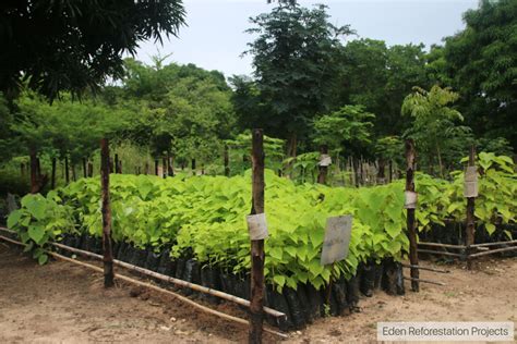 Ecosia Eden Reforestation Projects